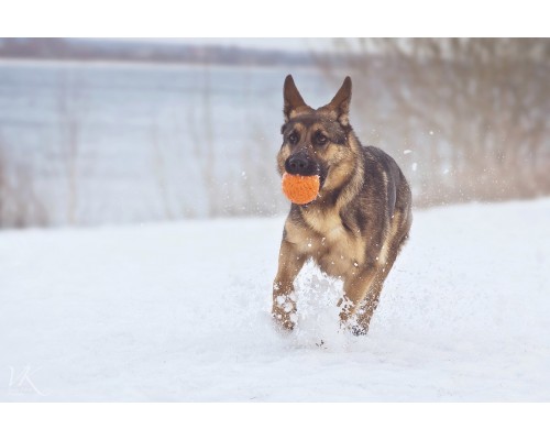 Doglike мяч, оранжевый M