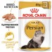 Royal Canin паучи для взрослых персидских кошек (паштет)