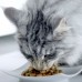 Purina One паучи с говядиной и морковью для взрослых кошек