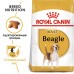 Корм Royal Canin сухой корм для собак породы бигль с 12 месяцев 3 кг